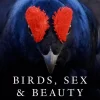 Birds, Sex and Beauty