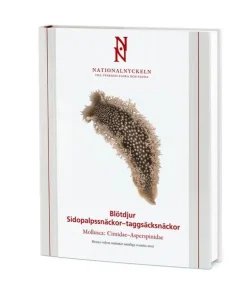Blötdjur: Sidopalpssnäckor - taggsäcksnäckor. Mollusca: Cimidae-Asperspinidae