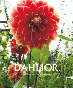 Dahlior