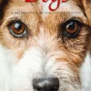 Dogs