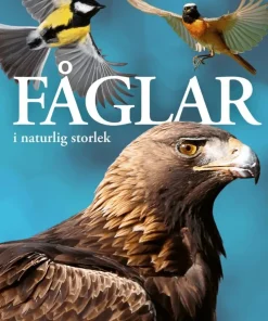 Fåglar : i naturlig storlek