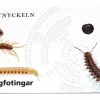 Fältnyckeln. Mångfotingar