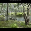 Japanska trädgårdar