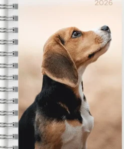 Kalender 2025-2026 Compact Pets