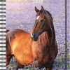 Kalender 2025 Stallkalendern