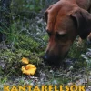 Kantarellsök med hund
