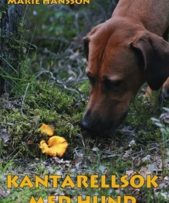 Kantarellsök med hund