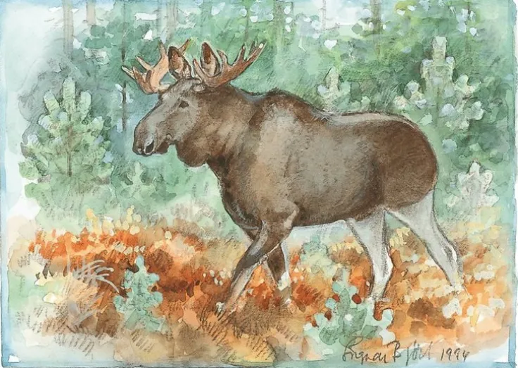 Kort Älg