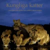 Kungliga katter : beteenden och signaler hos världens största kattdjur