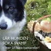 Lär hunden söka svamp - mer än bara kantareller!