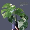 New Plant Collector
