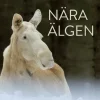 Nära älgen