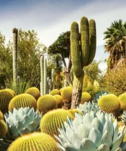Pussel 1000 bitar - Huntington Desert Garden