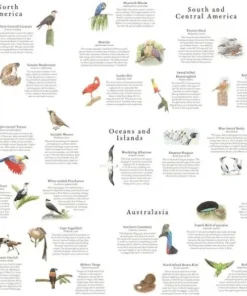 Pussel 1000 bitar Around the World in 50 Birds