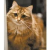 Sibirisk Katt