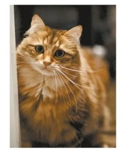 Sibirisk Katt