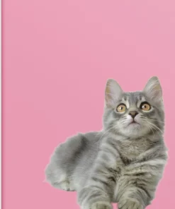 Skrivhäfte A4 linjerad Katt/Hund