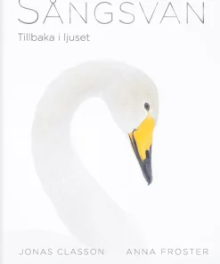 Sångsvan : Tillbaka i ljuset