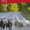 Östra Svealand Bil & Turistkarta Nr 3 : Skala 1:250.000