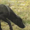 Träna och starta på prov i viltspår : nybörjarens handbok