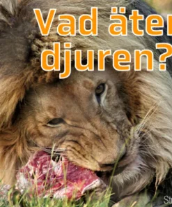Vad äter djuren?