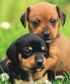 Väggkalender 2026 Liten Hundkalender
