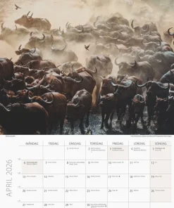 Väggkalender 2026 Savannen