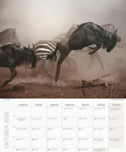Väggkalender 2026 Savannen