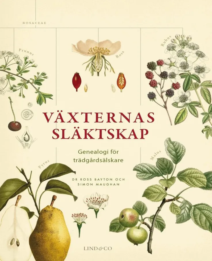 Växternas släktskap : genealogi för trädgårdsälskare